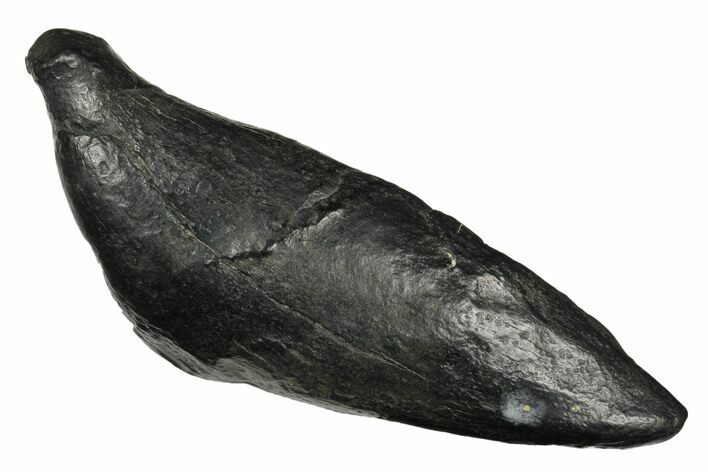 Fossil Sperm Whale (Scaldicetus) Tooth - South Carolina #175990
